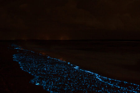 Bioluminescent Plankton: Aglow In The Ocean 