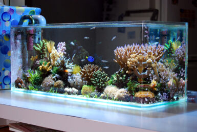 The Rise of Nano Tanks, A New Reason to Think Small | Reef Builders ...