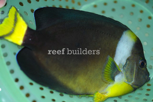 True Personifer Angelfish Come To The Us From West Australia Reef