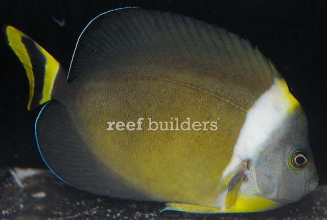 True Personifer Angelfish Come To The Us From West Australia Reef