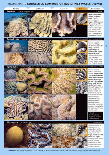 Coral Finder underwater identification guide works well when diving or ...