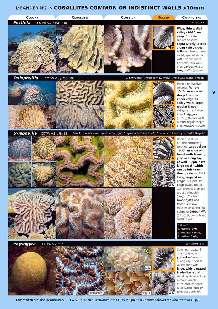 Reef Aquarium Coral Identification 4809