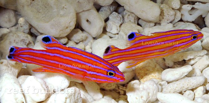 Red candy basslet, Liopropoma carmabi. Photo by Kevin Kohen. 