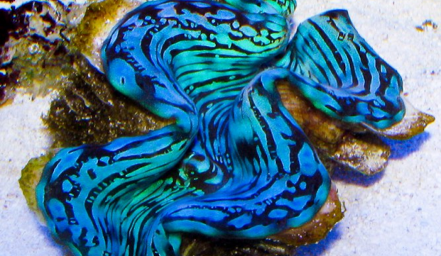 Blue Squamosa Clams Tridacna Squamosa Remind Us Why We Like To Reef Reef Builders The Reef 