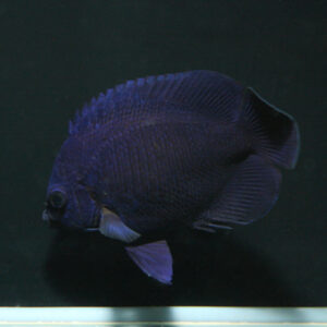 Dark Blue midnight pygmy angelfish, Centropge nox, from Fiji at B-box ...