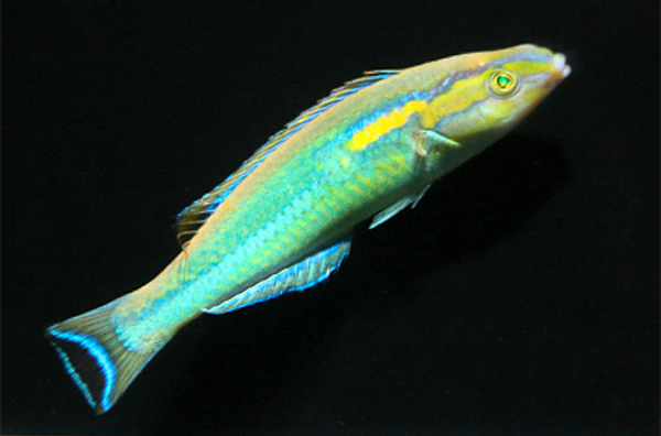 The yellow slender wrasse, Pseudojuloides xanthomos, is imported for ...