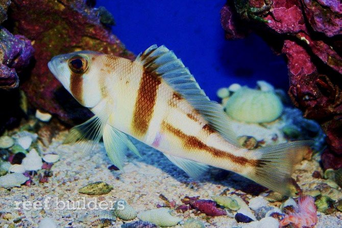 Serranus phoebe is the latest feather in the cap of Old Town Aquarium  basslet collections, Reef Builders