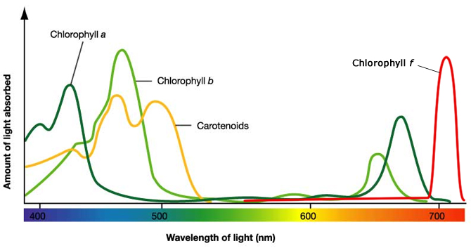 Chlorophyll F, a newly discovered photosynthetic pigment uses infrared ...