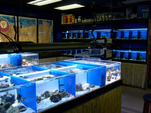 saltwater fish store