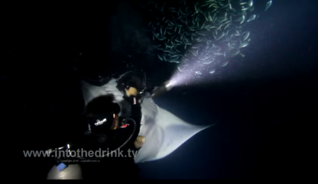 manta ray night snorkel camera