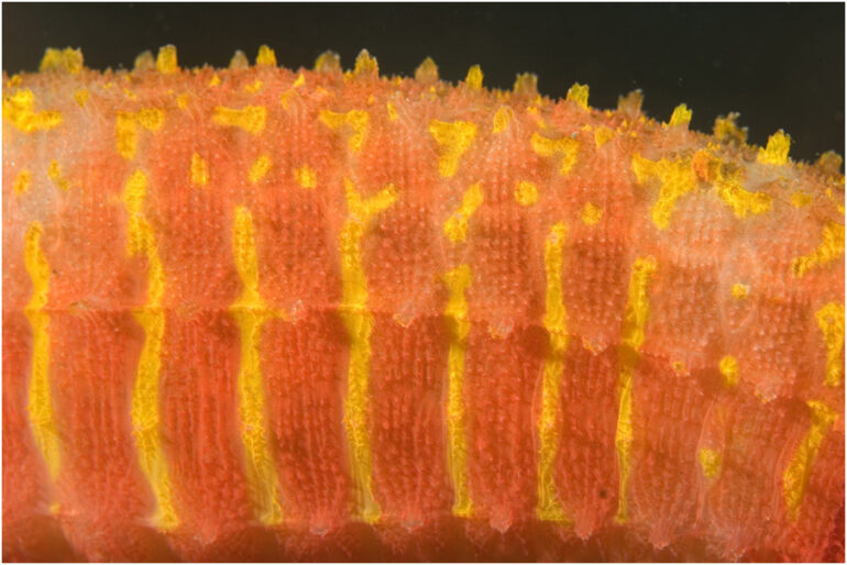 The Spiny Seadragon, Solegnathus spinosissimus, is the craziest fish