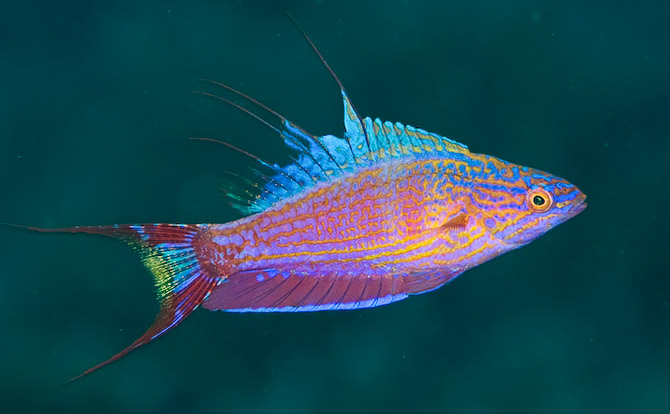 Paracheilinus bellae, bell’s flasher wrasse at House of Fins | Reef ...