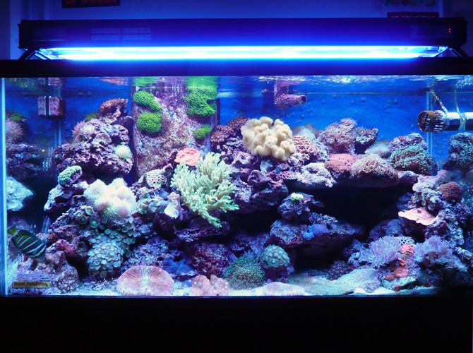 Aqua Medic Aqualine T5 bulbs get hands-on treatment | Reef Builders ...