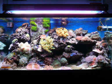 Aqua Medic Aqualine T5 bulbs get hands-on treatment | Reef Builders ...