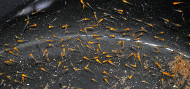 Pseudochromis flavivertext, Sunrise Dottybacks, 35 days post hatch
