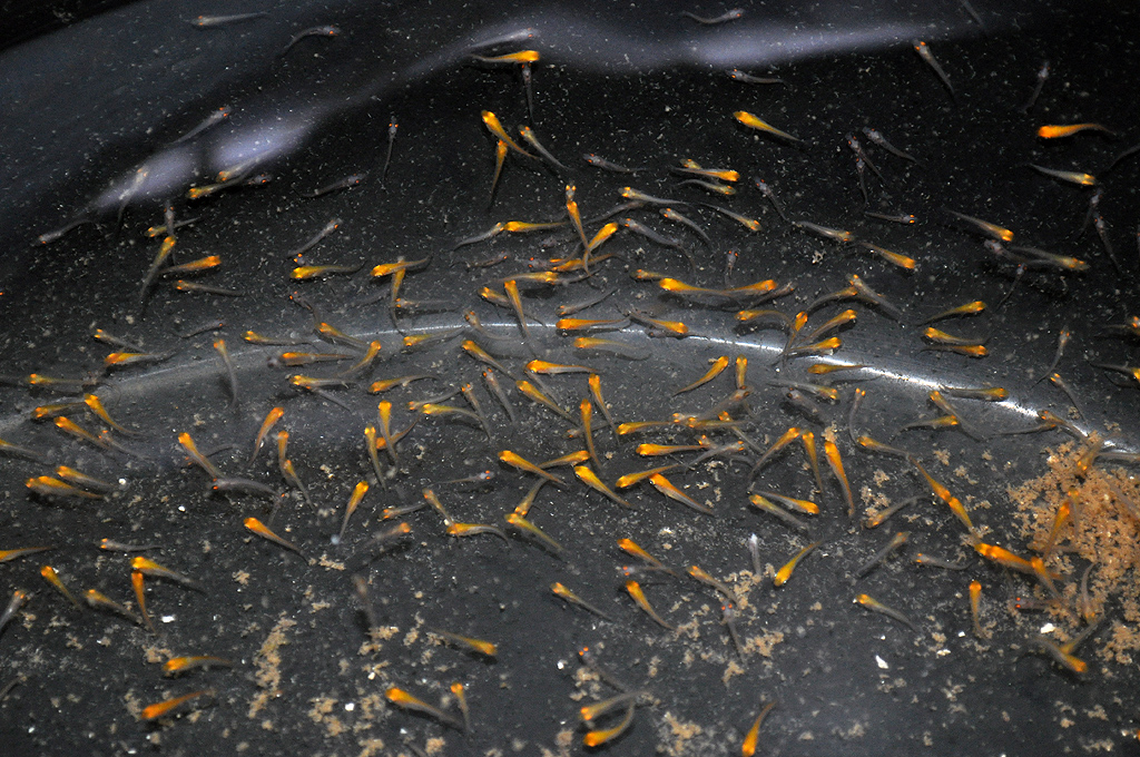 Pseudochromis flavivertext, Sunrise Dottybacks, 35 days post hatch