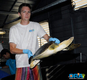 Green Turtle being returned to its tank after being tagged - image courtesy ORA, copyright 2010.