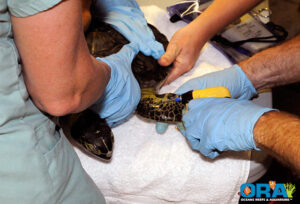 FWC is inserting an electronic PIT tag in this Green Turtle. These tags are more permanent than the metal tags but they require special equipment to read - image courtesy ORA, copyright 2010.