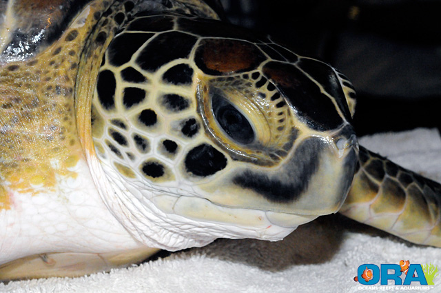 This Green Turtle is waiting to be tagged and cataloged - image courtesy ORA, copyright 2010.