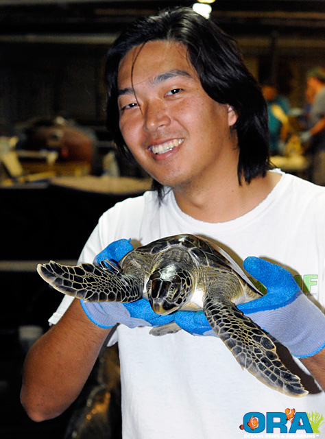 ORA staff member Mike Park returning a turtle to its holding tank after being tagged - image courtesy ORA, copyright 2010.