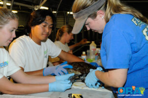 PIT Tagging a turtle - image courtesy ORA, copyright 2010.