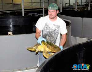 This Loggerhead is about to get tagged - image courtesy ORA, copyright 2010.