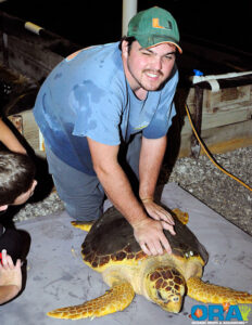 This Loggerhead Turtle was about to have his tags checked and cataloged - image courtesy ORA, copyright 2010.