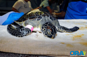 This juvenile Green Turtle is waiting to be tagged and cataloged - image courtesy ORA, copyright 2010.