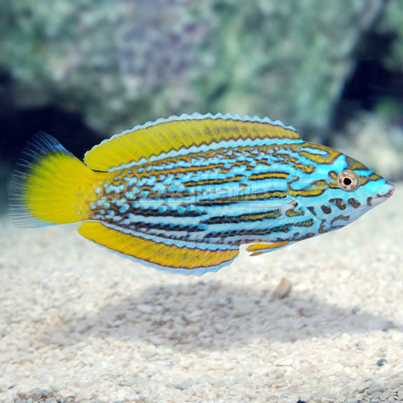 First Anampses lennardi wrasse from LiveAquaria goes up for sale ...