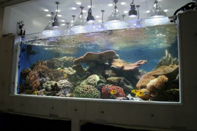 Huge Japanese reef tank is loaded with giant corals | Reef Builders ...