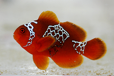 lightning maroon clownfish