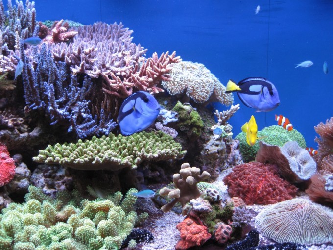 sReef — the skimmerless reef tank of Marko Haaga Reef Builders The