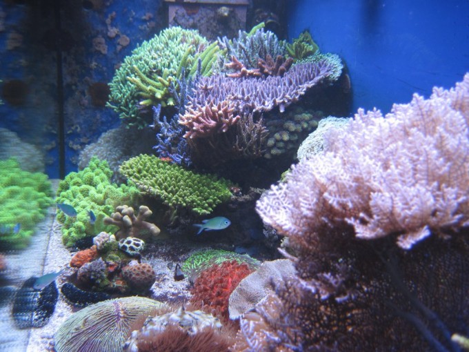 sReef — the skimmerless reef tank of Marko Haaga Reef Builders The