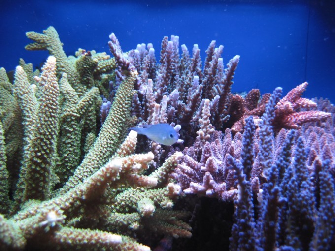 sReef — the skimmerless reef tank of Marko Haaga Reef Builders The