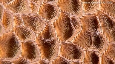 Gardinoseris Lives! (on the Coral Hub website) Reef Builders The