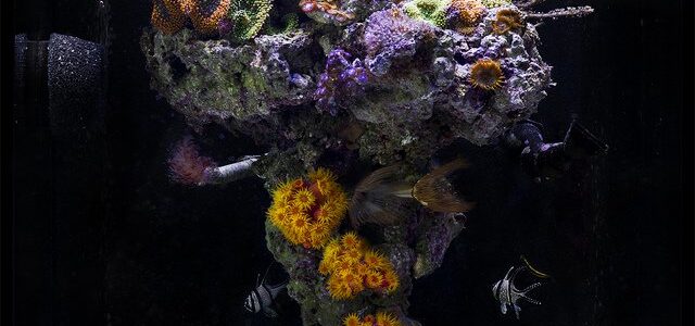 John Ciotti's Upside-Down Reef, the Cardinal Column