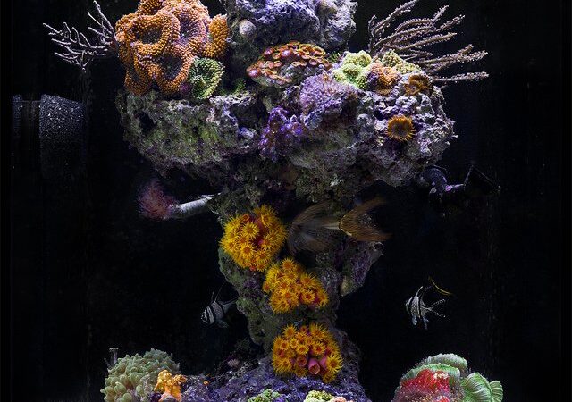 John Ciotti's Upside-Down Reef, the Cardinal Column