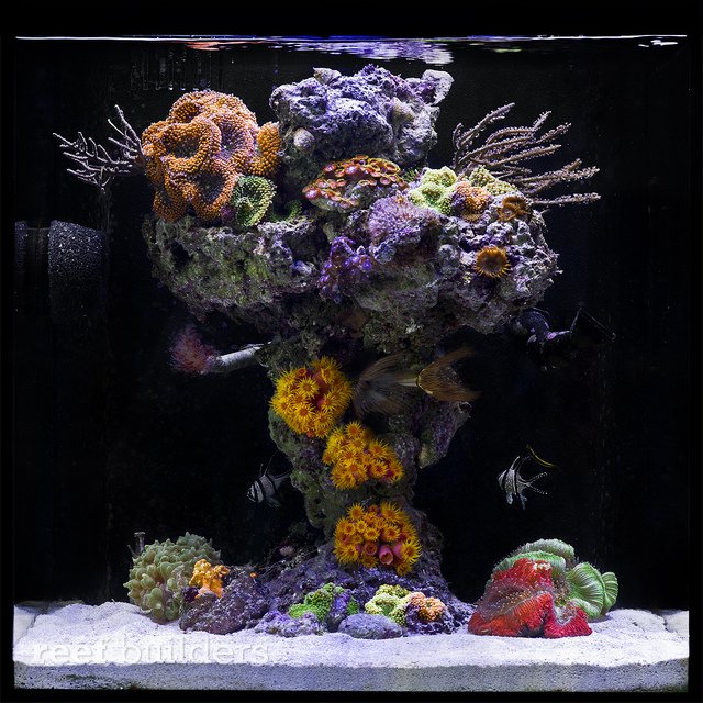 John Ciotti’s “Upside Down Reef” nano tank Reef Builders