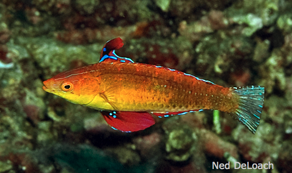 Stubby Fish Stubby-fin Fairy Wrasse in Alor Indonesia is probably a new species ...