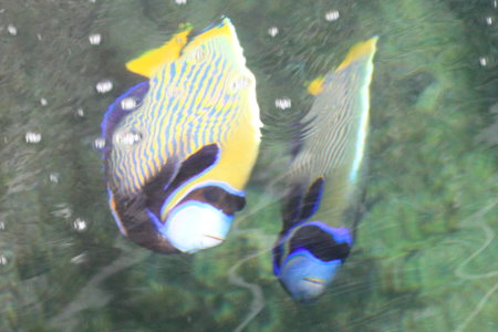 Bali Aquarich Emperor Angelfish Broodstock