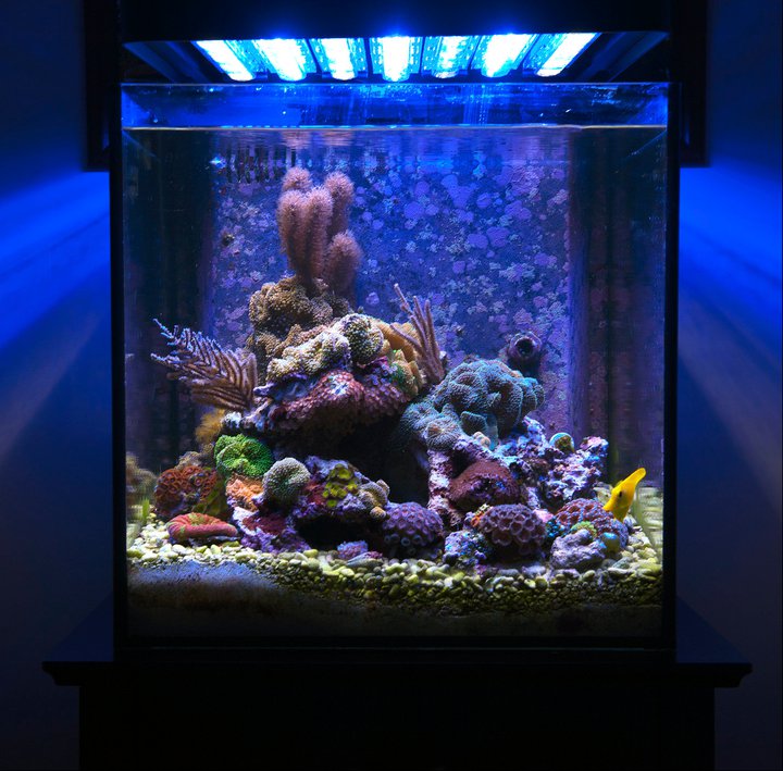 Ecoxotic’s 25 Gallon LED Aquarium — The Panorama fixture | Reef ...