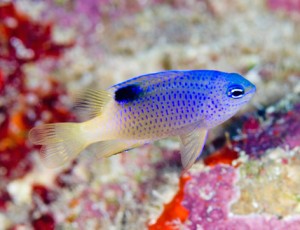 Chrysiptera traceyi coming soon from northern Marshall Islands | Reef ...