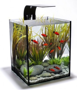 Three chances to win a complete EcoPico aquarium at ReefStock | Reef ...