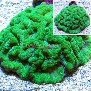 symphyllia-wilsoni-green-liveaquaria