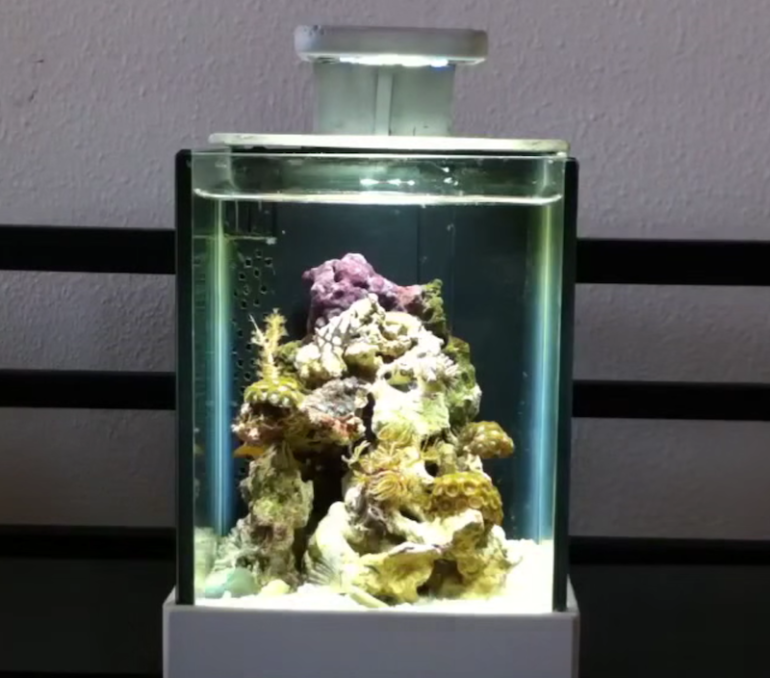 This French aquarium is a half gallon of custom made LED lit pico reef Reef Builders The