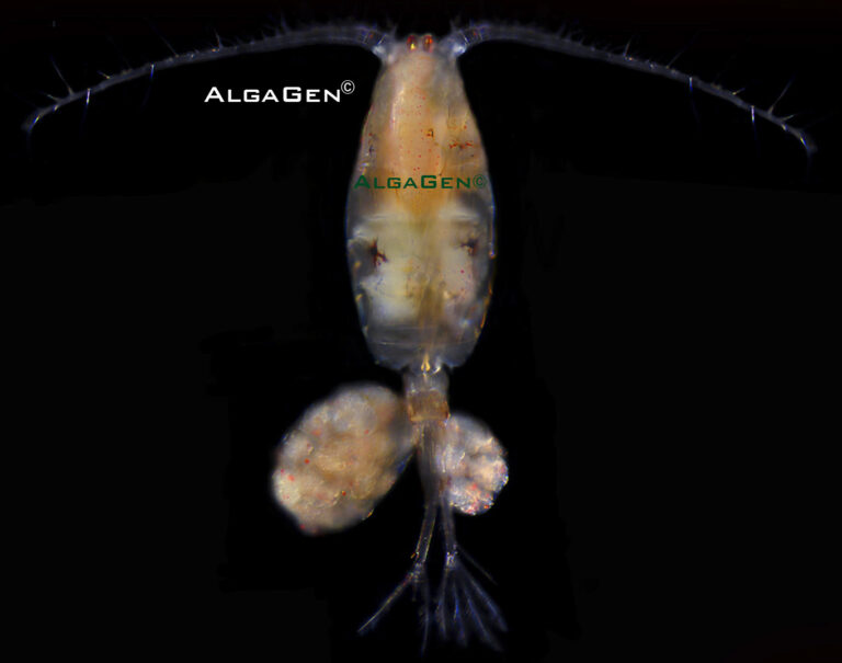 AlgaGen’s four new copepods from a Breeder’s Perspective | Reef