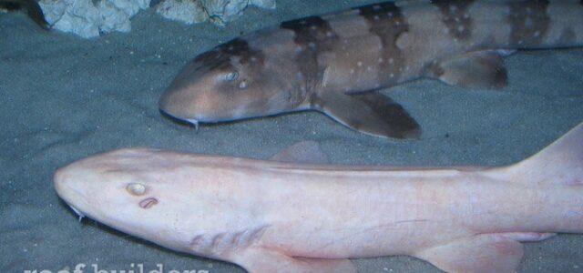Albino cat shark with colored cat shark at the Denver Aquarium