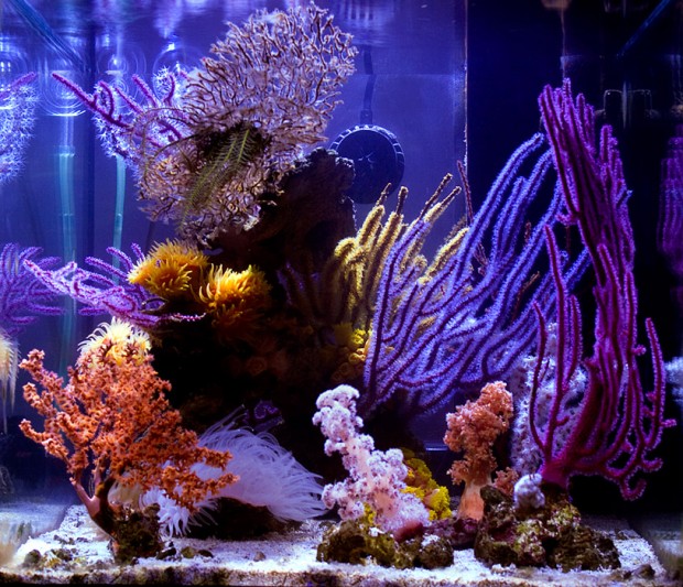 Uhuru’s stellar Azoox nano reef | Reef Builders | The Reef and ...