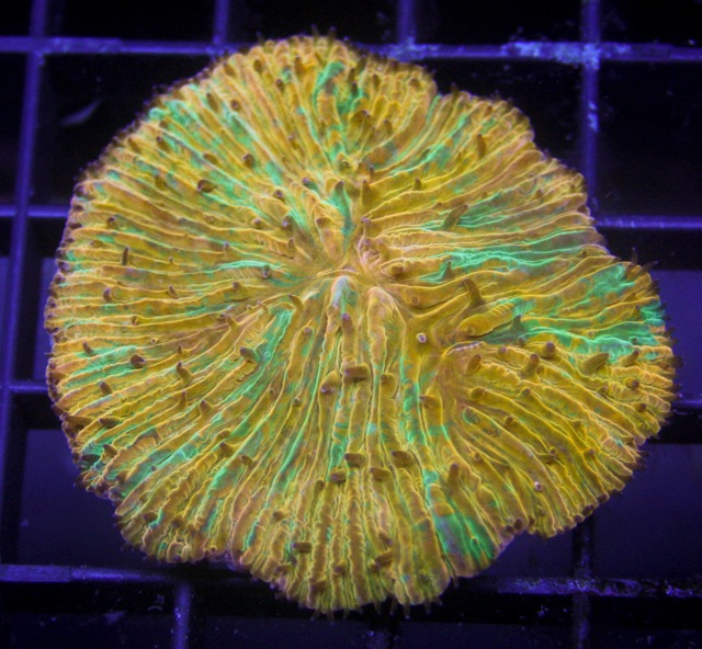 RB Personal Shopper: Attack of the killer Cycloseris | Reef Builders ...