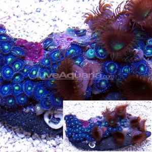 Blue Panama Zoanthids show up at LiveAquaria aplenty | Reef Builders ...